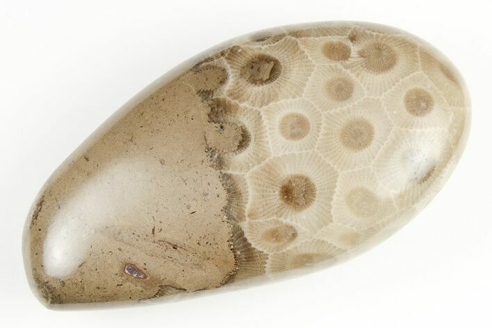 Bargain, Polished Petoskey Stone (Fossil Coral) - Michigan #197445